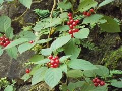 Witheringia mexicana