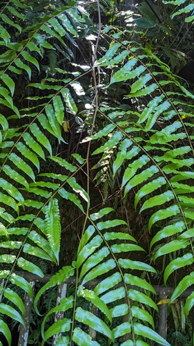 Gymnosphaera podophylla, photograph 4