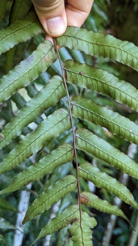 Gymnosphaera podophylla, photograph 5