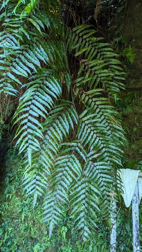 Gymnosphaera podophylla, photograph 6