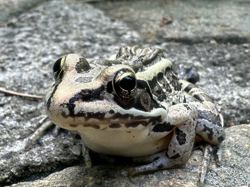 Pickerel Frog (Lithobates palustris), a species recorded in Ohio