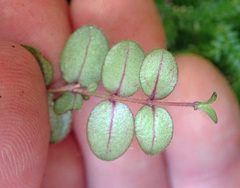 Metrosideros carminea