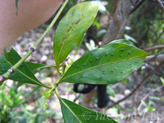 Pavetta hongkongensis