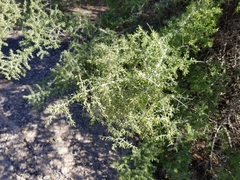 Condalia globosa pubescens