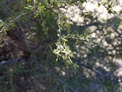 Condalia globosa pubescens
