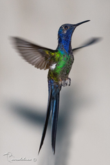 Swallow-Tailed Hummingbird photo 6