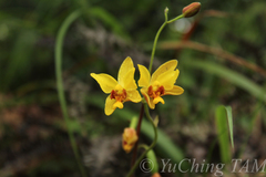 Spathoglottis pubescens