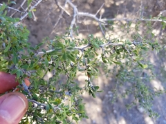 Condalia globosa pubescens