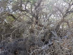 Condalia globosa pubescens