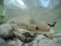 Pseudoxiphophorus jonesii