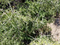 Condalia globosa pubescens