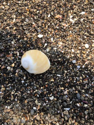 Polinices sagamiensis observed 2023-08-14