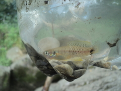 Pseudoxiphophorus jonesii