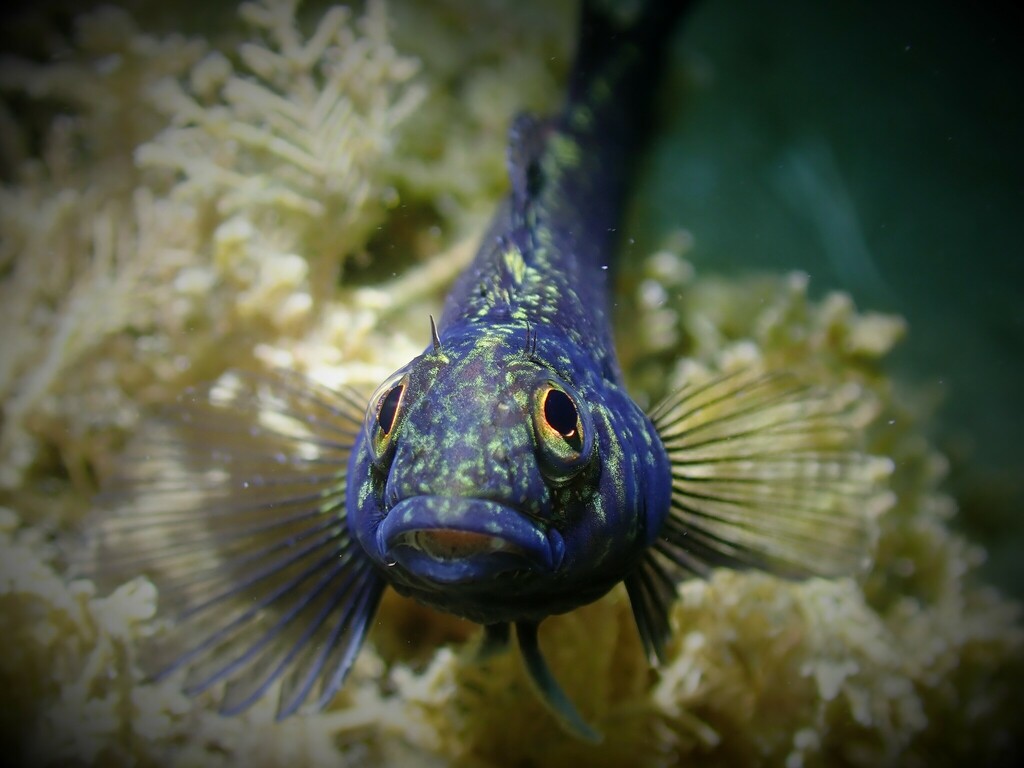 Common triplefin (Forsterygion lapillum) — Tripterygiidae