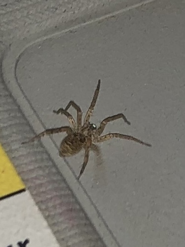 Mediterranean Spiny False Wolf Spider photo 6