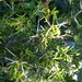 Blackbrush Acacia - Photo (c) Guillermo Rodriguez, some rights reserved (CC BY-NC), uploaded by Guillermo Rodriguez