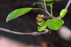 Melicope ×mantellii