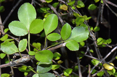 Melicope ×mantellii
