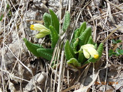 Primula veris macrocalyx