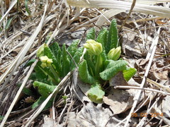 Primula veris macrocalyx