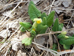 Primula veris macrocalyx