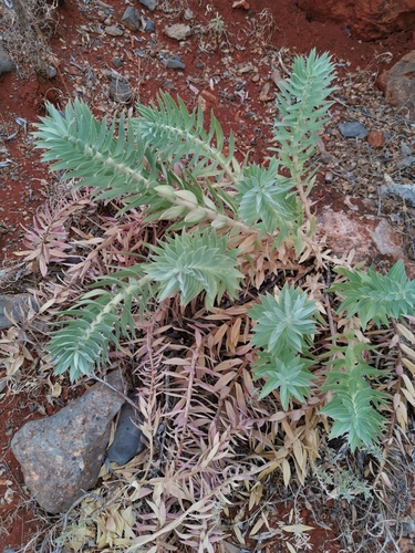 Image of Euphorbia rigida by (c) Alexis Tinker-Tsavalas, some rights reserved (CC BY)