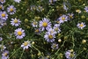 Aster pekinensis - Photo (c) Chuangzao, some rights reserved (CC BY-NC), uploaded by Chuangzao