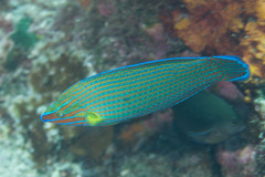 Halichoeres richmondi