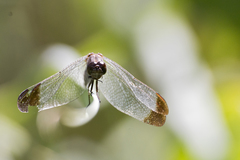 Erythrodiplax atroterminata
