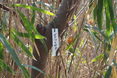 Amelanchier asiatica