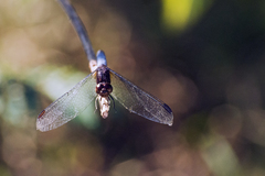 Erythrodiplax melanorubra