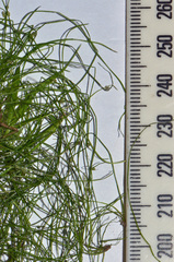 Isolepis subtilissima