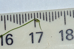 Isolepis subtilissima