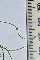 Isolepis subtilissima