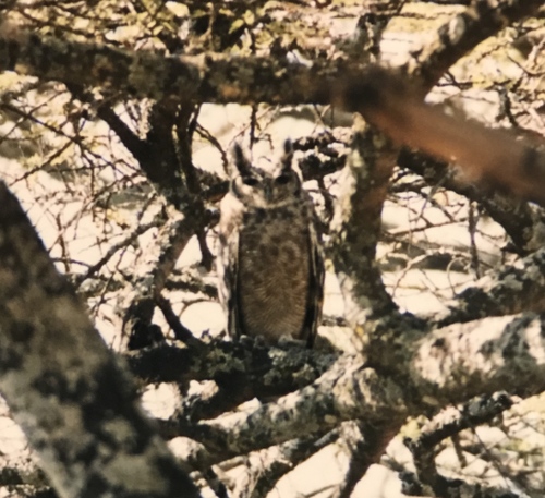 Bubo cinerascens