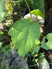 Peteravenia malvifolia