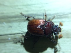 Eucanthus lazarus