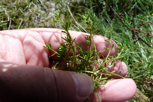 Crassula helmsii