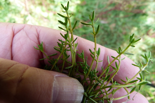 Crassula helmsii