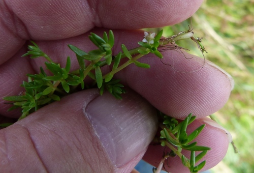 Crassula helmsii