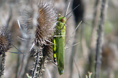 Zoniopoda tarsata