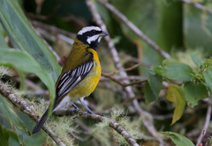 Spindalis nigricephala