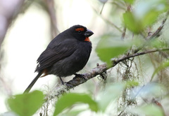 Melopyrrha violacea