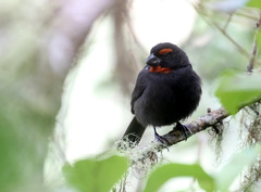 Melopyrrha violacea