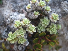 Raoulia parkii