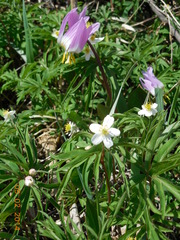 Anemonoides caerulea