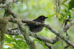 Turdus jamaicensis