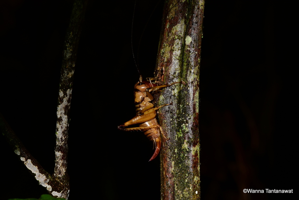 Hypocophus