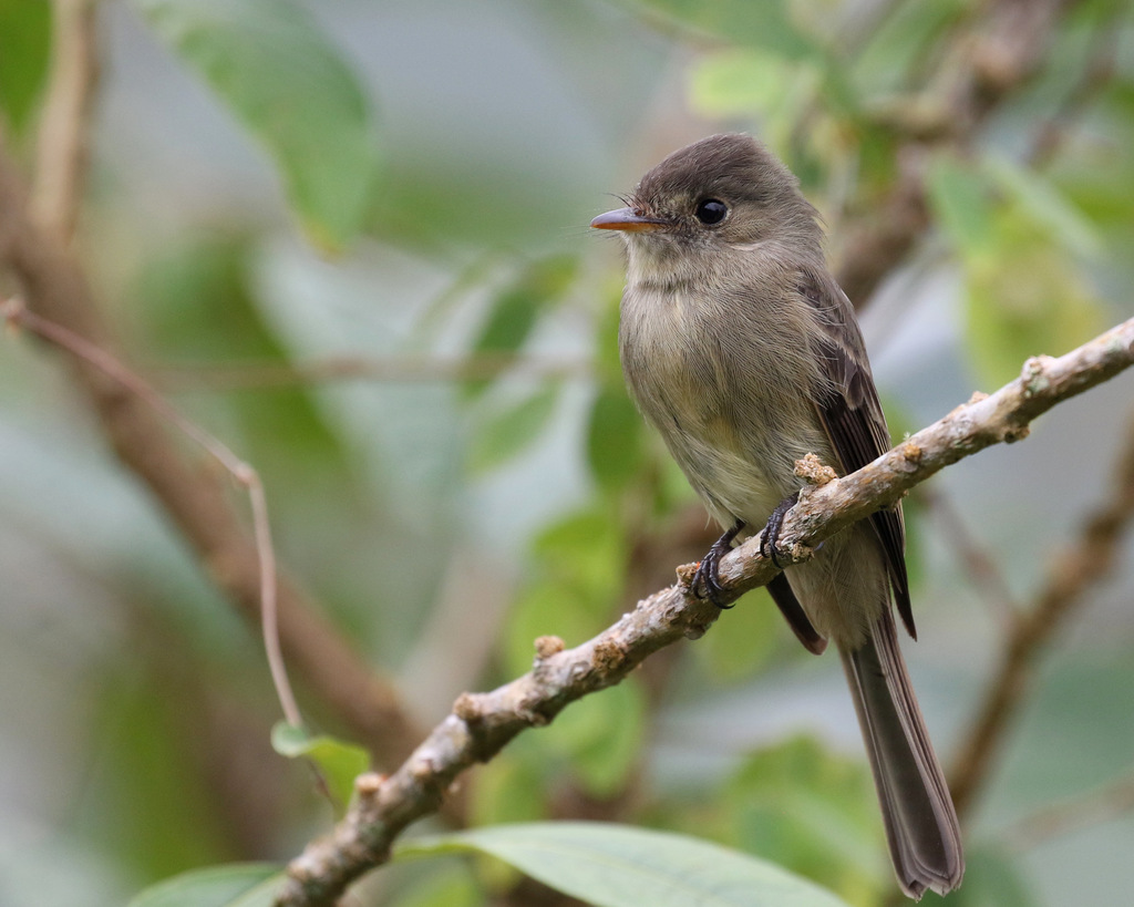 Jamaican Pewee photo