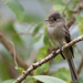 Jamaican Pewee - Photo (c) guyincognito, some rights reserved (CC BY-NC), uploaded by guyincognito